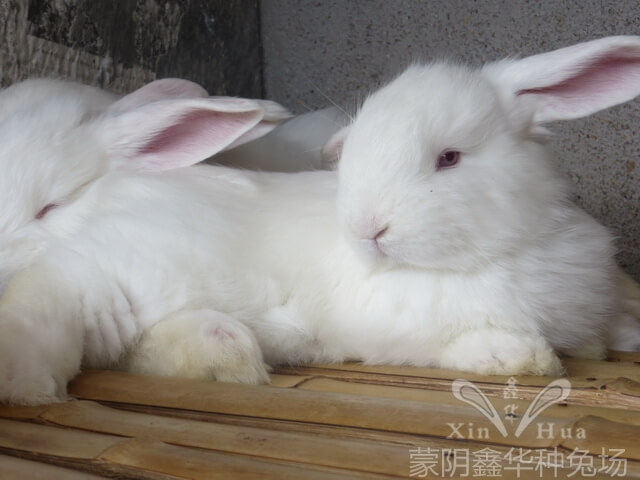 長(zhǎng)毛兔的生活習(xí)性