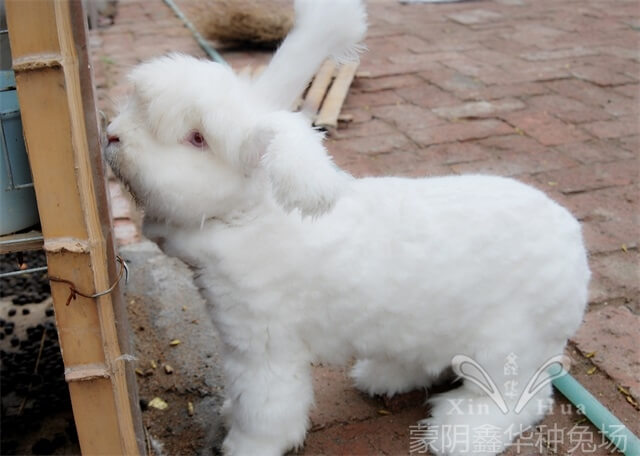 長毛兔養殖