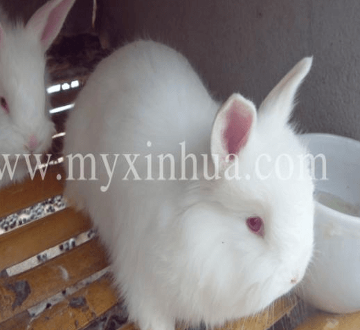 長毛兔養殖對光的嚴格要求？