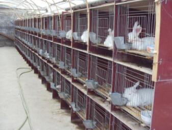 長毛兔產后多少天配種好？