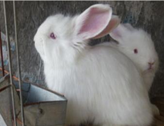 巨型安哥拉兔怎么樣才不臭？