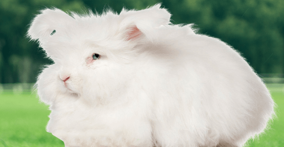 2020年長毛兔行情:現在兔毛是多少