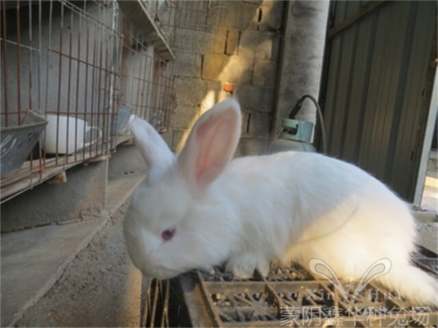 長(zhǎng)毛兔吃什么飼料毛長(zhǎng)得快？