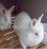 如何提高規模兔群的繁殖力