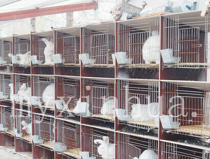 怎樣讓兔毛實(shí)現(xiàn)優(yōu)價