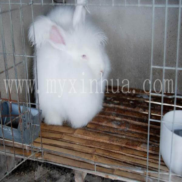 長毛兔具有發達的消化系統的特點