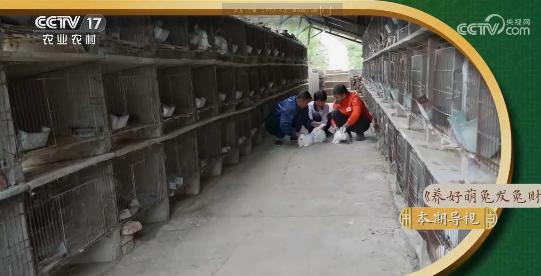 秋季長毛兔剪毛的注意事項