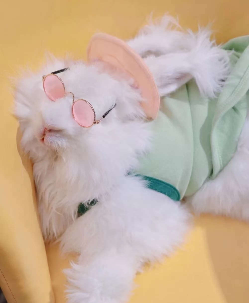 長毛兔喜愛的食物及營養(yǎng)需求