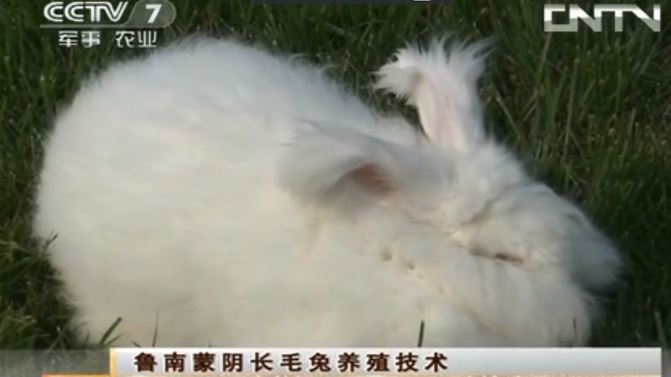 如何才能讓長毛兔過冬？