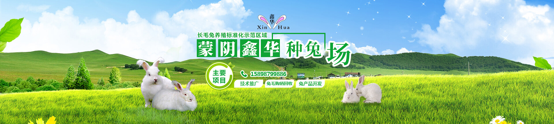 如何讓長毛兔多產兔毛，發揮價值