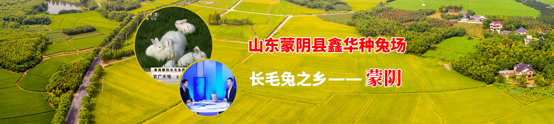 給長毛兔剪毛，注意事項是哪些？