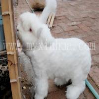 長(zhǎng)毛兔 長(zhǎng)毛兔