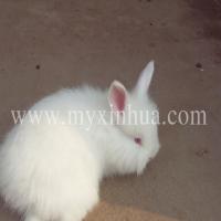 蒙陰長毛兔 蒙陰長毛兔