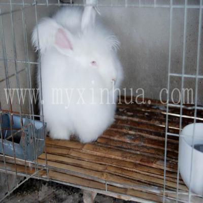 長毛兔養殖的前景的挑戰有哪些？