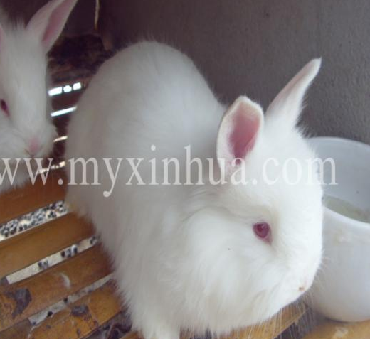 如何繁殖長毛兔？ 你要注意什么