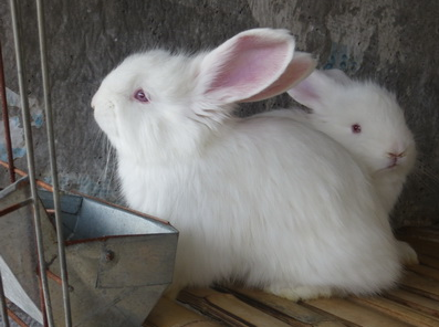 肉兔的養(yǎng)殖須知要點(diǎn)