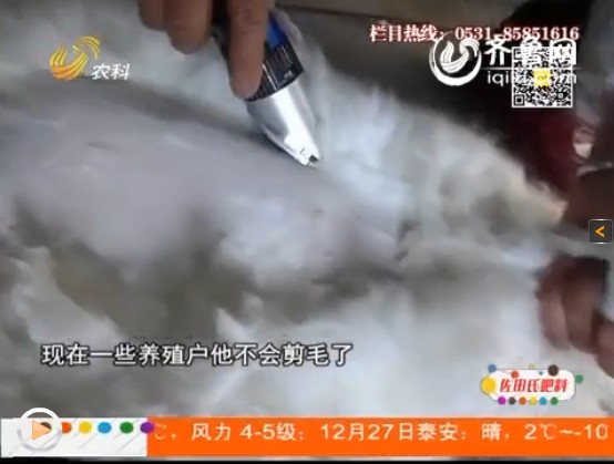 在冬季和夏季，長毛兔和家兔都有不同的處理方法。